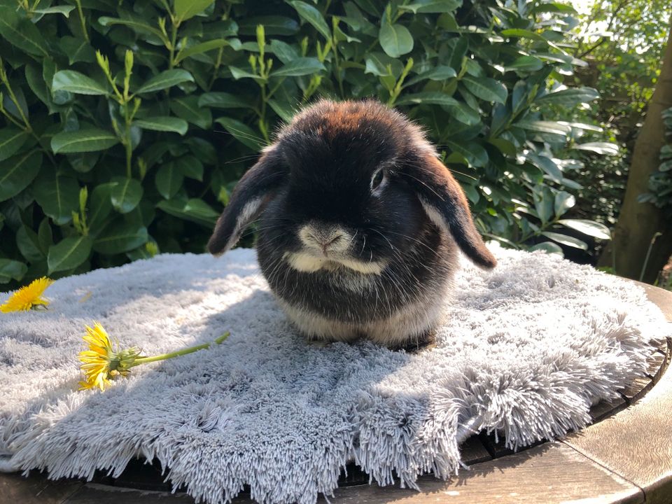 Häsin, Zwergwidder, Zwergkaninchen, Mini Lop, Minilop in Horneburg