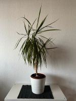 Dracaena Marginata Grünpflanze Palme Nordrhein-Westfalen - Frechen Vorschau