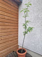 Apfelbaum Idared Obstbaum 1,30m Blüten Obstgehölz Brandenburg - Hoppegarten Vorschau