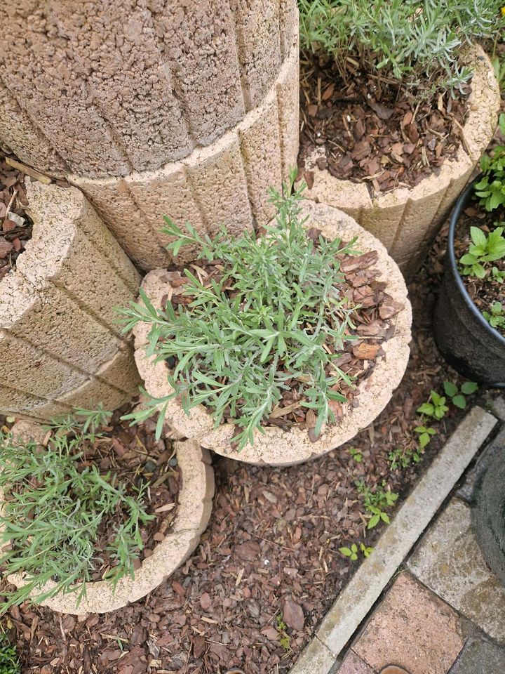 LAVENDEL ECHT PFLANZE in Hamburg