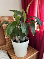 Spathiphyllum Weiß Baden-Württemberg - Winnenden Vorschau