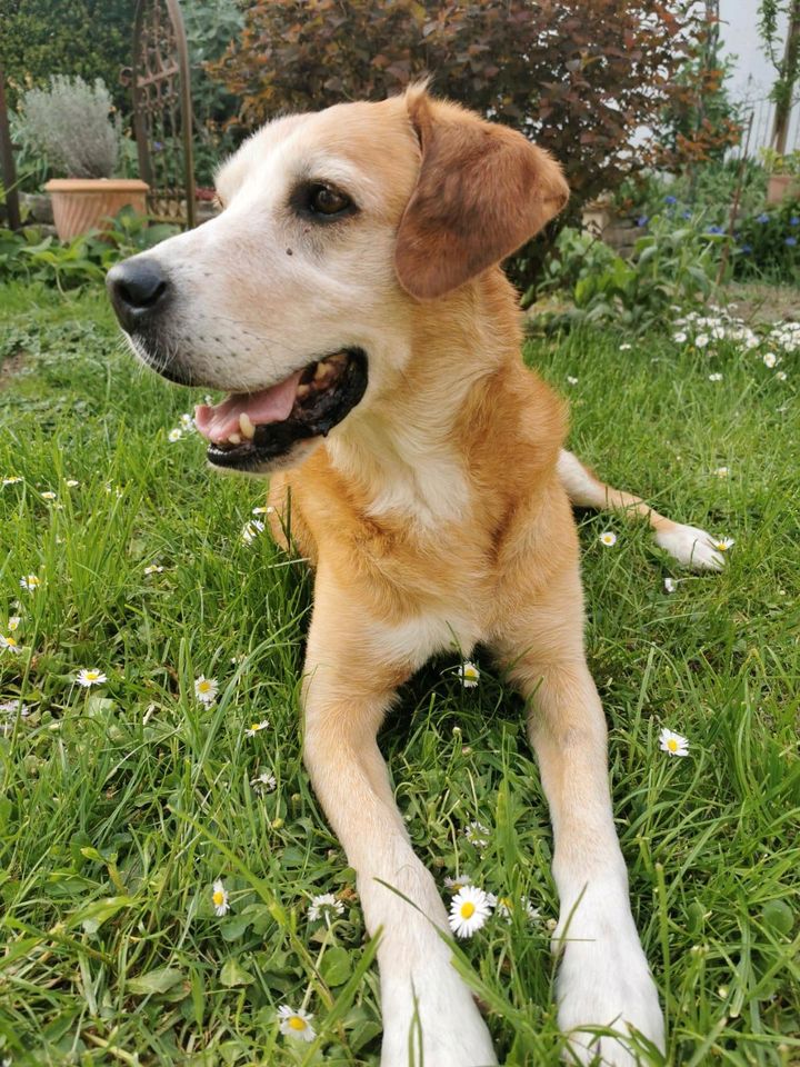 SULTAN Labrador Retriever Mischling Tierschutz Rüde in Remseck am Neckar