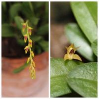 Pleurothallis Orchidee Blockkultur Vitrine Specklinia Miniatur Sachsen - Pegau Vorschau