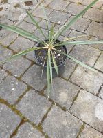 Gartenpflanze Palmlilie Bayern - Massing Vorschau