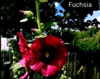Stockrosen Samen Fuchsia Niedersachsen - Wangerland Vorschau