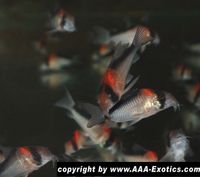 Corydoras duplicareus "Santa Isabel" Bayern - Raubling Vorschau