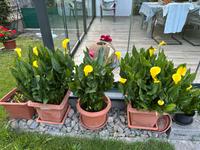 Super schöne und robuste Callas im Topf Bayern - Waldbrunn Vorschau