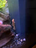 Antennenwelse schwarz und rot Aquarium Welse Fische Nordrhein-Westfalen - Remscheid Vorschau