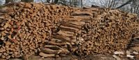 Verkaufe Pappel Holz Kaminholz Münster (Westfalen) - Centrum Vorschau