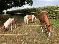 Pflegebeteiligung für 3 Ponys gesucht Baden-Württemberg - Eberstadt Vorschau