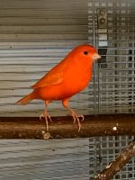 Kanarienvogel Rot Baden-Württemberg - Murr Württemberg Vorschau