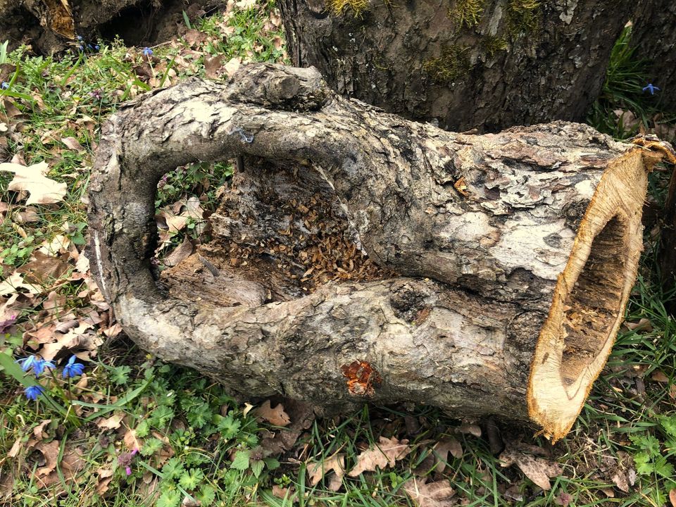 Deko Garten Katzen Baum Höhle Frettchen Baumstamm Terrarium Holz in Blumenthal