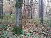 Wald in der Nähe von Herzogenaurach Bayern - Herzogenaurach Vorschau