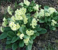 Primeln Schlüsselblumen Wald-Schlüsselblumen gelb Baden-Württemberg - Oberderdingen Vorschau