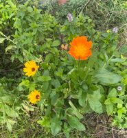 Ringelblume Calendula Samen Insektenfreundlich Aachen - Preuswald Vorschau