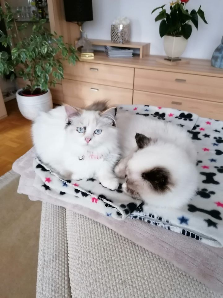 2 Ragdoll - Katzen, 1 Jahr alt in Brackenheim