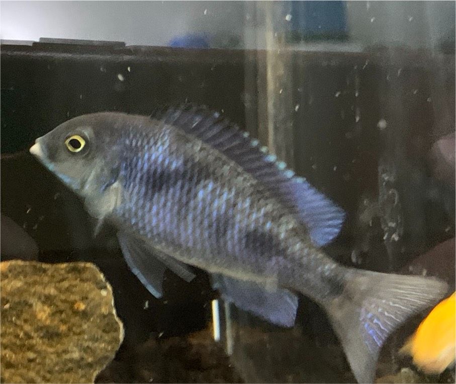 Beulenkopfmaulbrüter Cyrtocara moorii Malawi Barsch Aquariumfisch in Krefeld