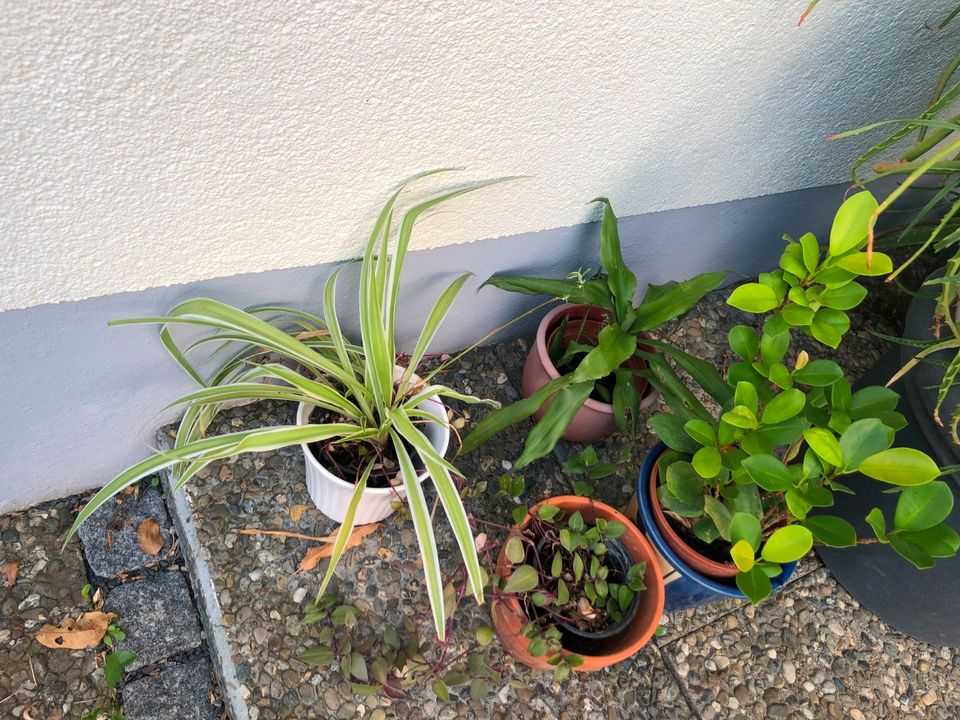 Zimmerpflanzen  Aloe Grünlilie Geldbaum Yucca Palme Ranke in Lindau