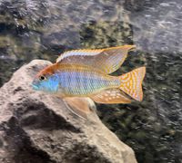 Lethrinops red cap itungi Malawi Buntbarsch Aquarium Fisch Hessen - Kelkheim Vorschau