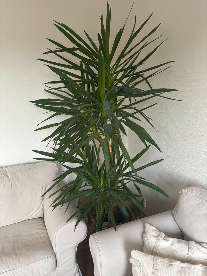 Yucca Palme 2 Meter inkl. Topf - schön gewachsen in Wismar