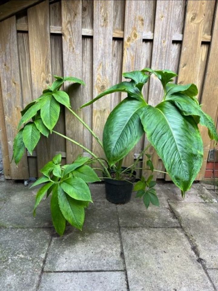 Typhonium venosum,Sauromatum,Voodoo Lilie,Aronstab,Arum Knollen in Zeven