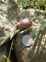 Gepfleckte Weinbergschbecken, Corpus Aspergum Niedersachsen - Norden Vorschau