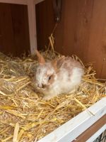 Baby Kaninchen Nordrhein-Westfalen - Paderborn Vorschau