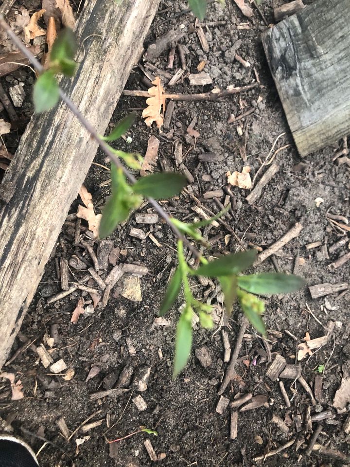 Pflanze Waldmeister Apfelbeere aronia Ableger in Hardebek