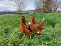 Braunes Legehuhn / Leghorn / Hühner/ Grünleger / Geflügelverkauf Bayern - Waigolshausen Vorschau