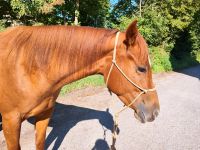 EPS QUARTER HORSE Baden-Württemberg - Gschwend Vorschau