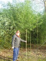Bambuspflanzen zum Selbstausgraben Schleswig-Holstein - Handewitt Vorschau