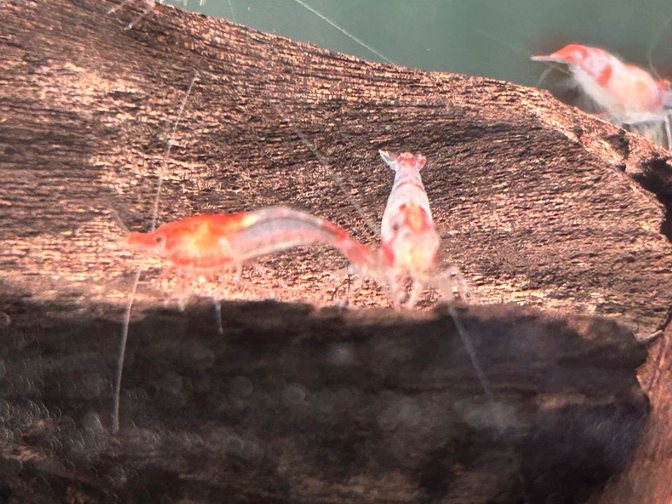 Red Rili Garnelen Neocaridina davidi rote Rili Garnele in Rangendingen