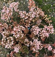 Sedum Fetthenne Bodendecker Pflanzen Winterhart Aachen - Aachen-Laurensberg Vorschau