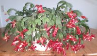 Schlumbergera Weihnachtskaktus (Pflanze) rote Blüten Hessen - Seligenstadt Vorschau