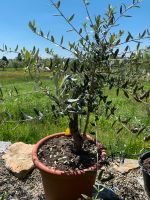 Olivenbaum als Bonsai vorgezogen Baden-Württemberg - Herdwangen-Schönach Vorschau