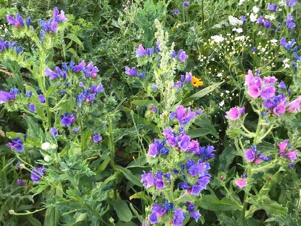 Natternkopf Samen Wildpflanze Bienen Nektar Wildkräuter essbar in Pfedelbach