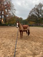 Pony als beisteller 13 Jahre 143 cm groß Berlin - Kaulsdorf Vorschau