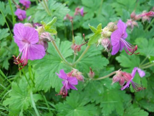 10 Stk. bodendeckendes Geranium/Storchschnabel in Harschbach