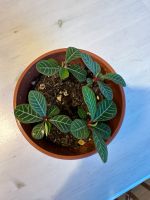 Ableger Spuckpalme Euphorbia Leuconeura Topffplanze, Palme Baden-Württemberg - Friedrichshafen Vorschau