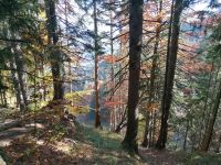 Biete Kostenlose Durchforstung Ihres Waldes gegen Holzmitnahme ! Bayern - Senden Vorschau