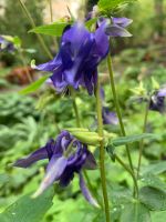 Waldakelei : dunkel lila blaue Wildform der Akelei - Wildpflanze Berlin - Charlottenburg Vorschau