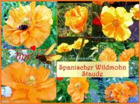 ♥ Spanischer Wild Mohn Samen winterhart Staude Bienenweide,Garten Eimsbüttel - Hamburg Schnelsen Vorschau