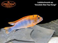 Suche Labidochromis Hongi Sveden Malawi Mbuna Dresden - Neustadt Vorschau