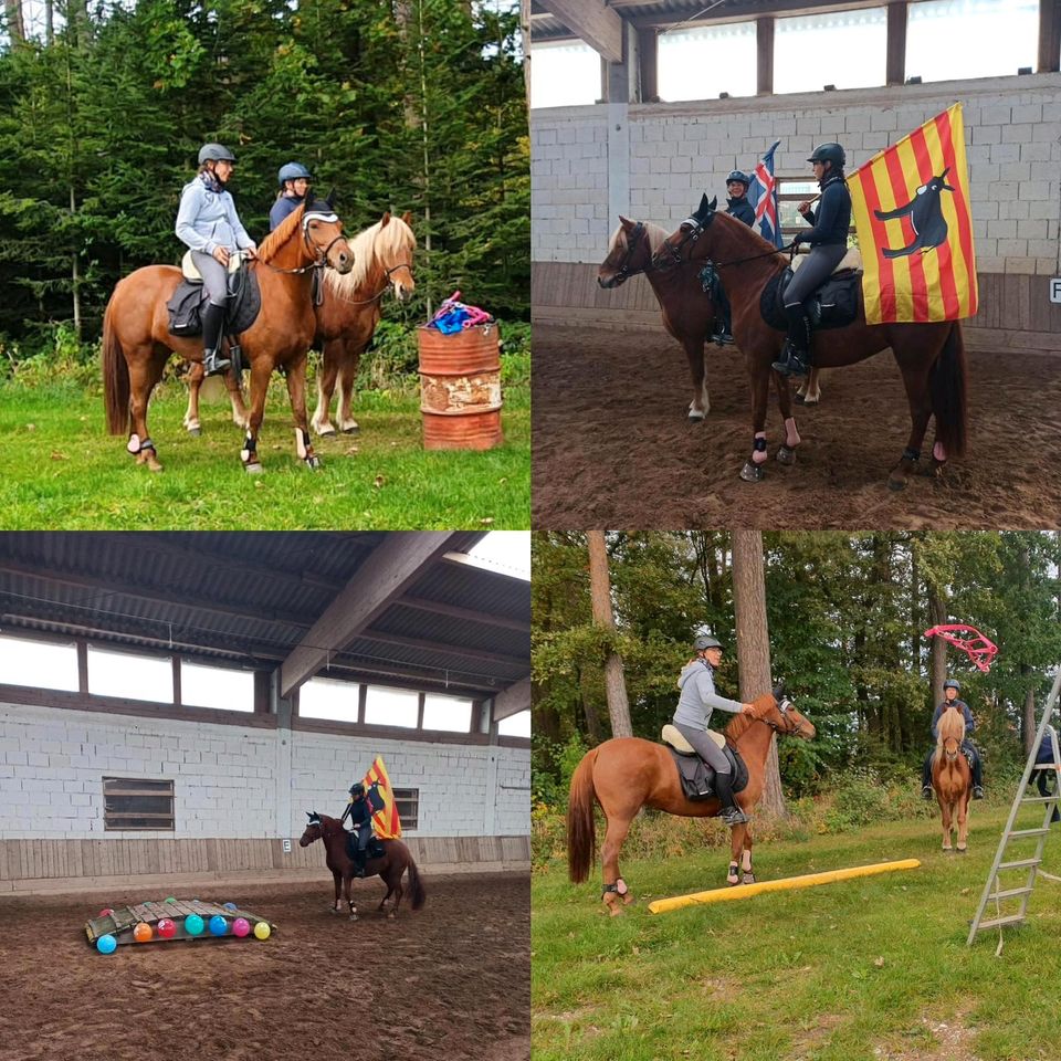 Lehrmeister, Freizeit-, Dressur-, Springpony sucht Bestplatz in Wört