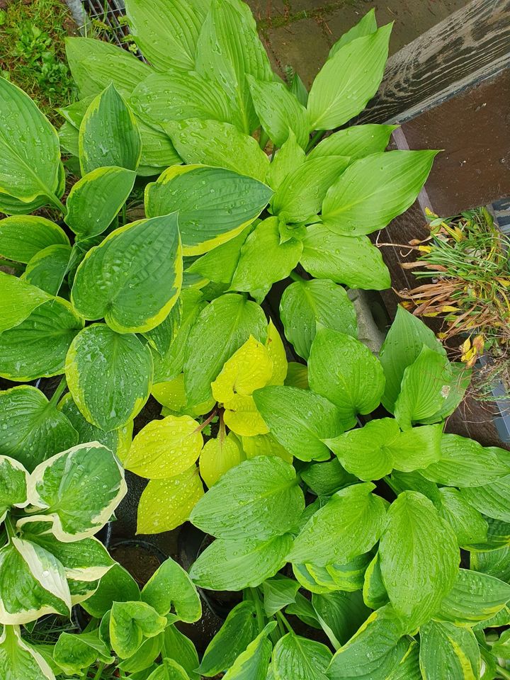 Verschieden Funkien, Gartenpflanze in Bad Wurzach