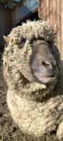 Wolle von geretteten Schafen Spinnen Stricken Filzen Hessen - Mörlenbach Vorschau