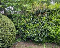 große Büsche Eibe Berberitze Hecke Garten Kirschlorbeer Niedersachsen - Lüneburg Vorschau