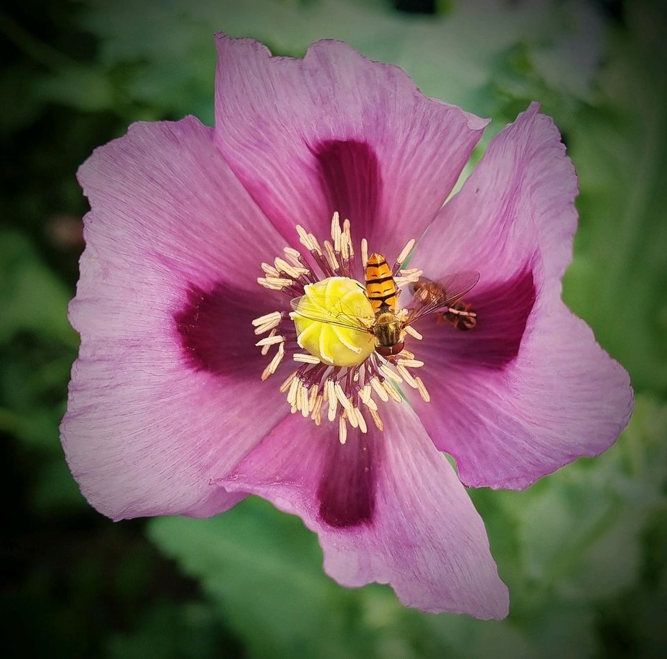 Schlafmohn 'Zeno Morphex' - Samen (Papaver somniferum) in Biedenkopf