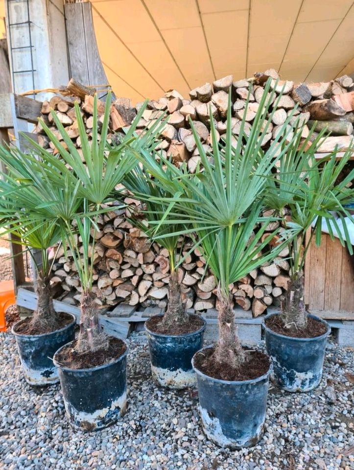 Trachycarpus Fortunei Hanfpalme Palme winterhart in Rheinberg