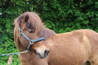 Schicker Isländer Wallach Islandpony Islandpferd Pony Saarland - Püttlingen Vorschau